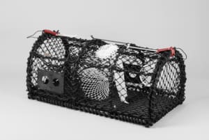 Carapax - Hummertina, Yrkesfiskare